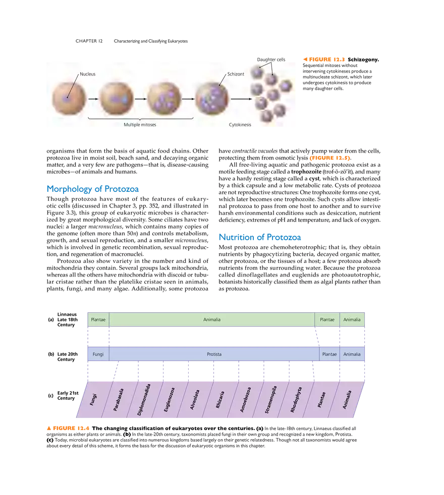 Characterizing and Classifying Eukaryotes - Page 26