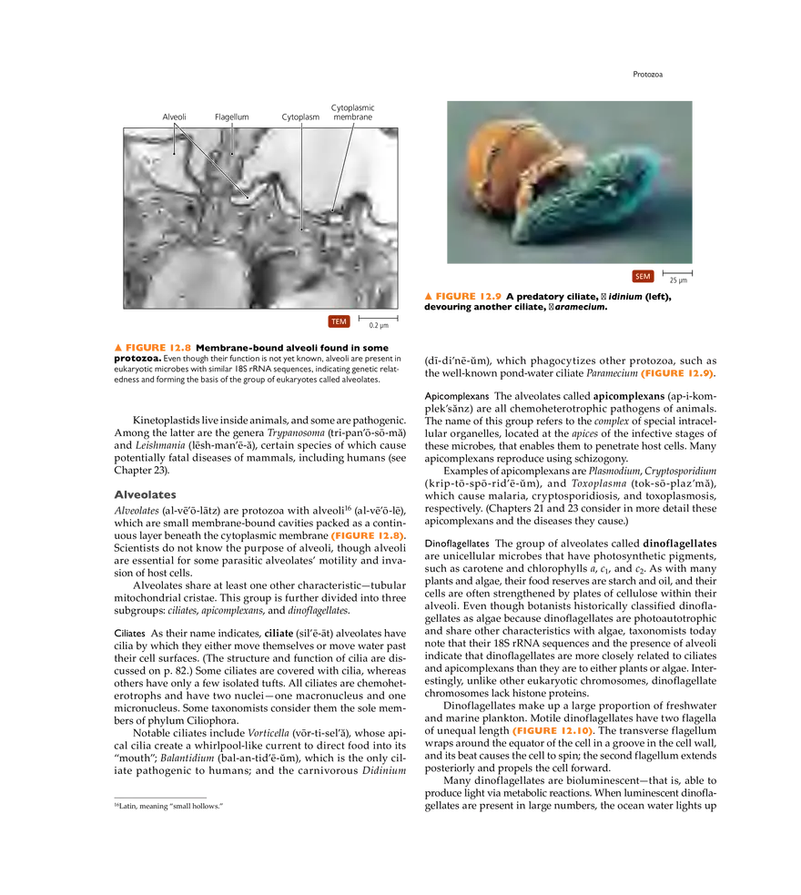 Characterizing and Classifying Eukaryotes - Page 29