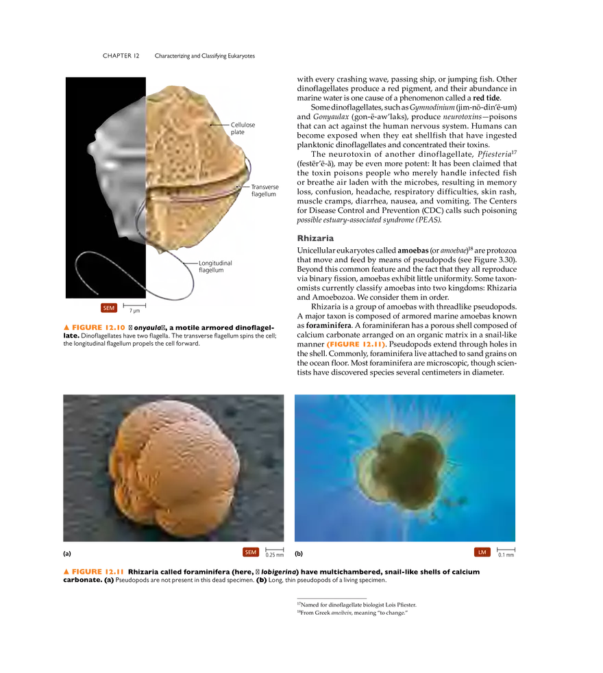 Characterizing and Classifying Eukaryotes - Page 30
