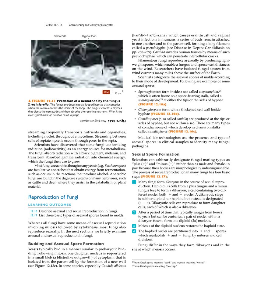 Characterizing and Classifying Eukaryotes - Page 6