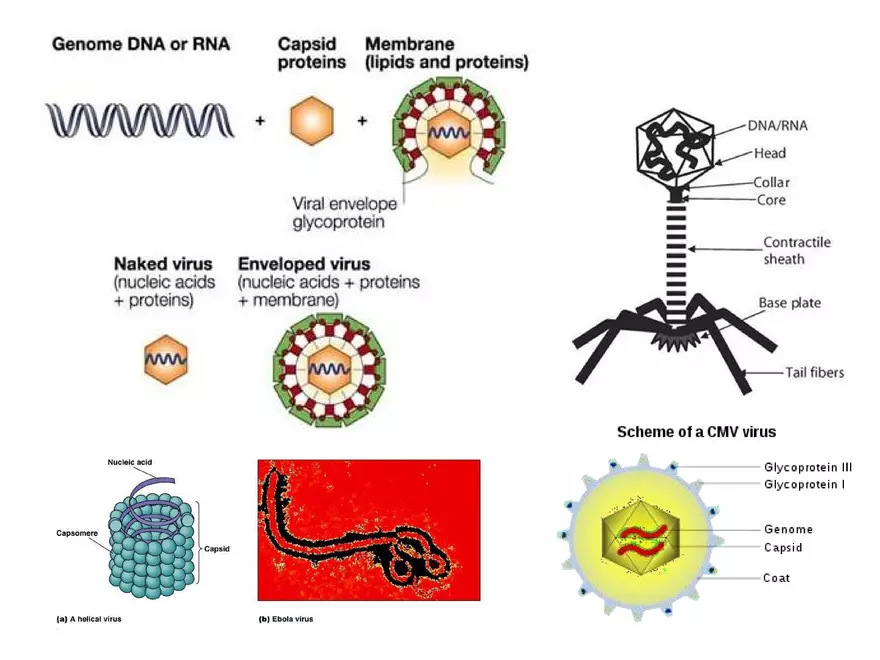 Characteristics of Virus - Page 4