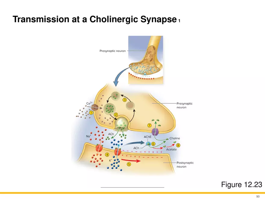12.5 Synapses - Page 7