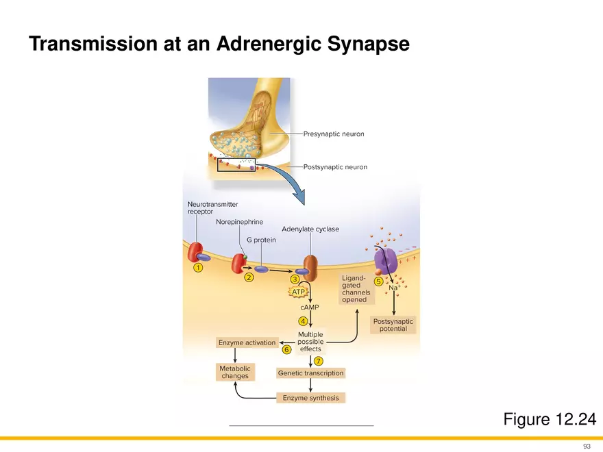 12.5 Synapses - Page 10