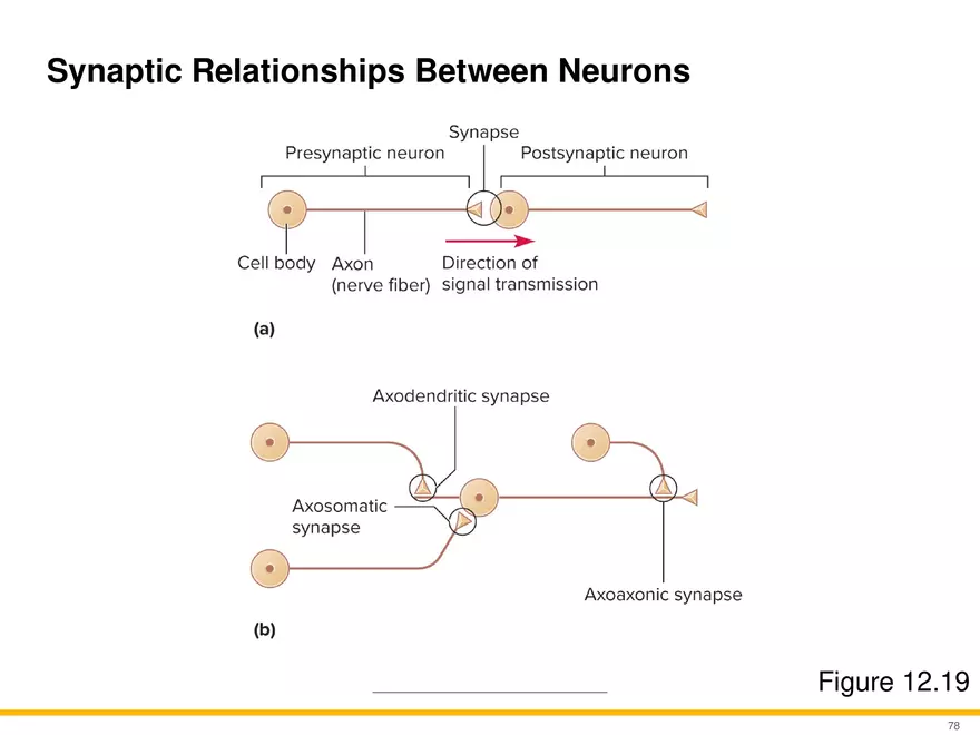 12.5 Synapses - Page 13