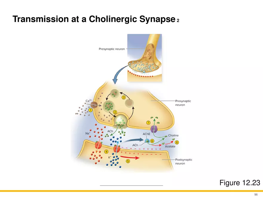 12.5 Synapses - Page 14