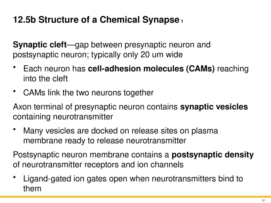 12.5 Synapses - Page 18