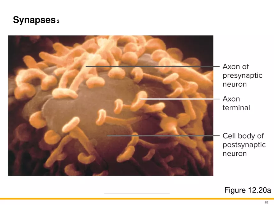 12.5 Synapses - Page 19