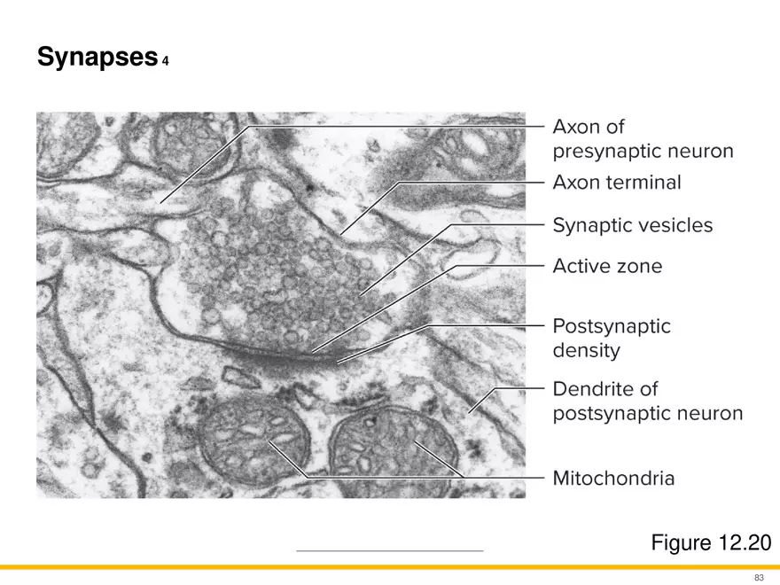 12.5 Synapses - Page 20