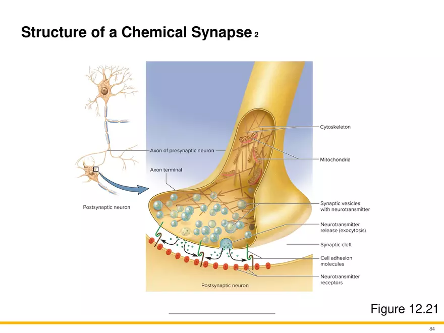 12.5 Synapses - Page 21