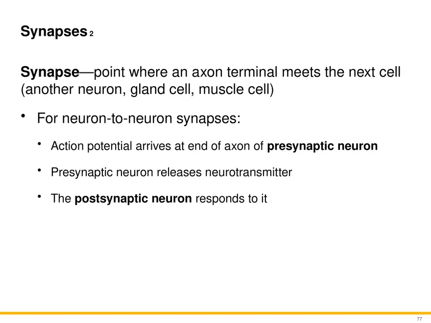 12.5 Synapses - Page 2