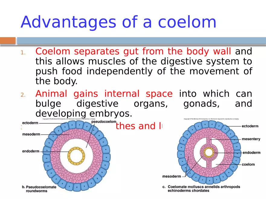 The Coelomate Bauplan - Page 10