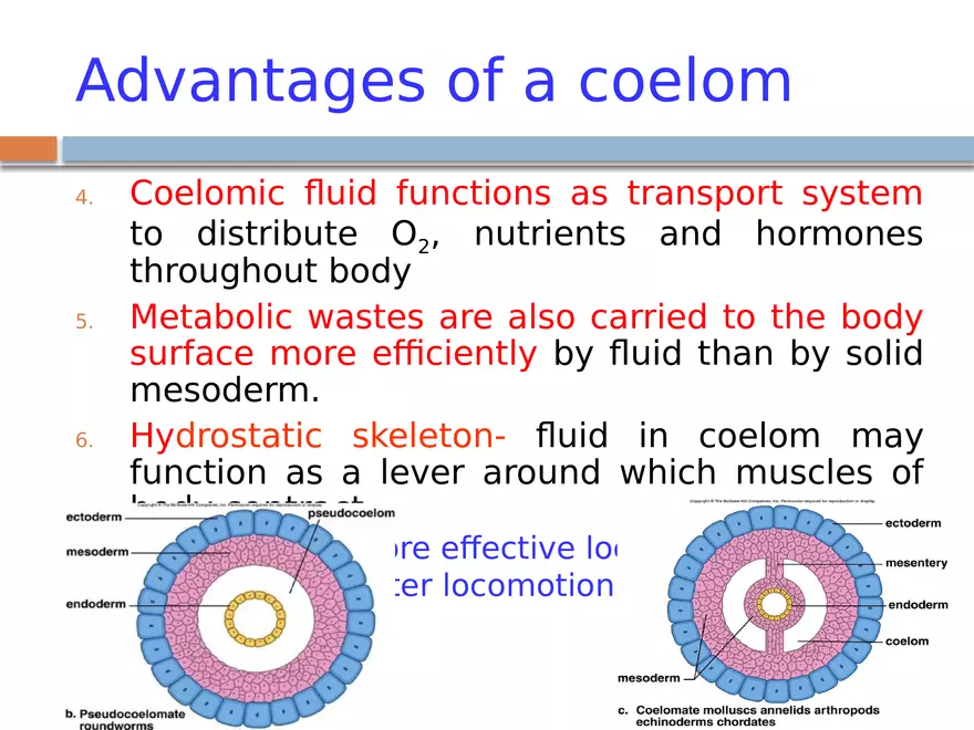 The Coelomate Bauplan - Page 11