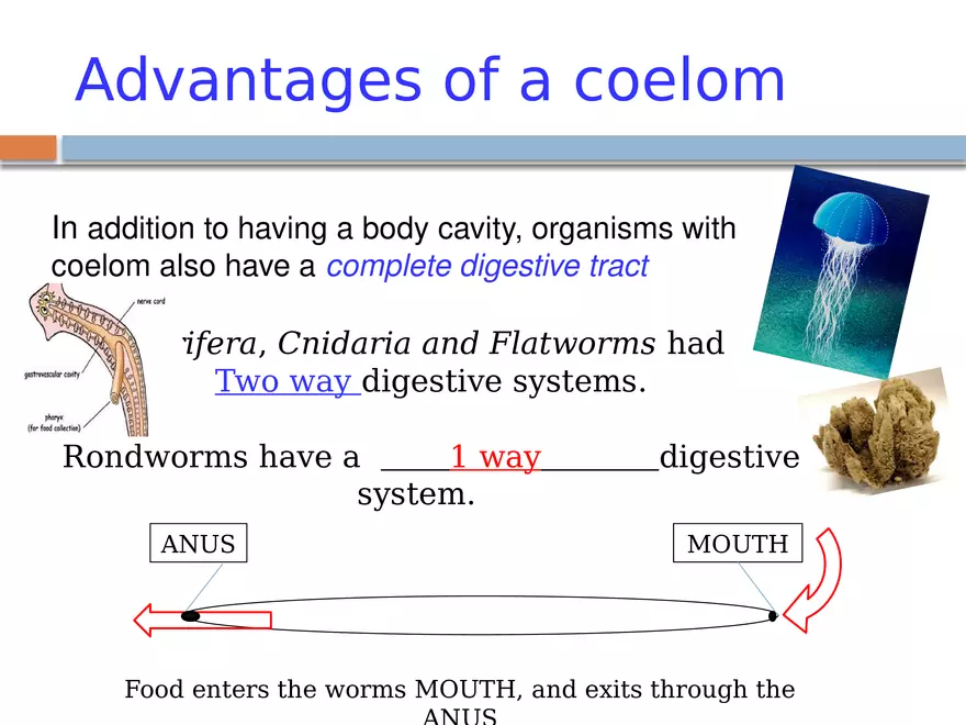 The Coelomate Bauplan - Page 12