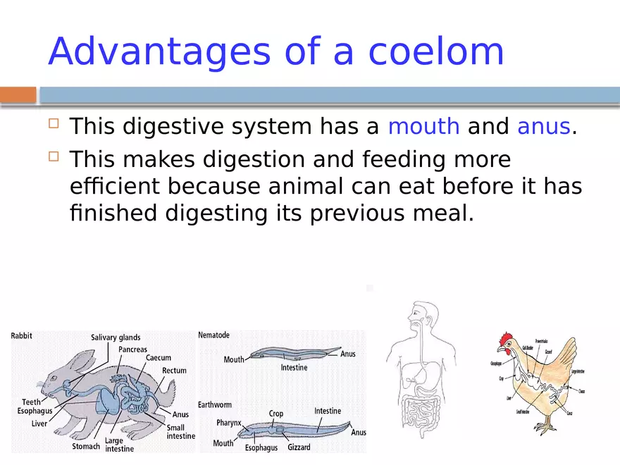 The Coelomate Bauplan - Page 13