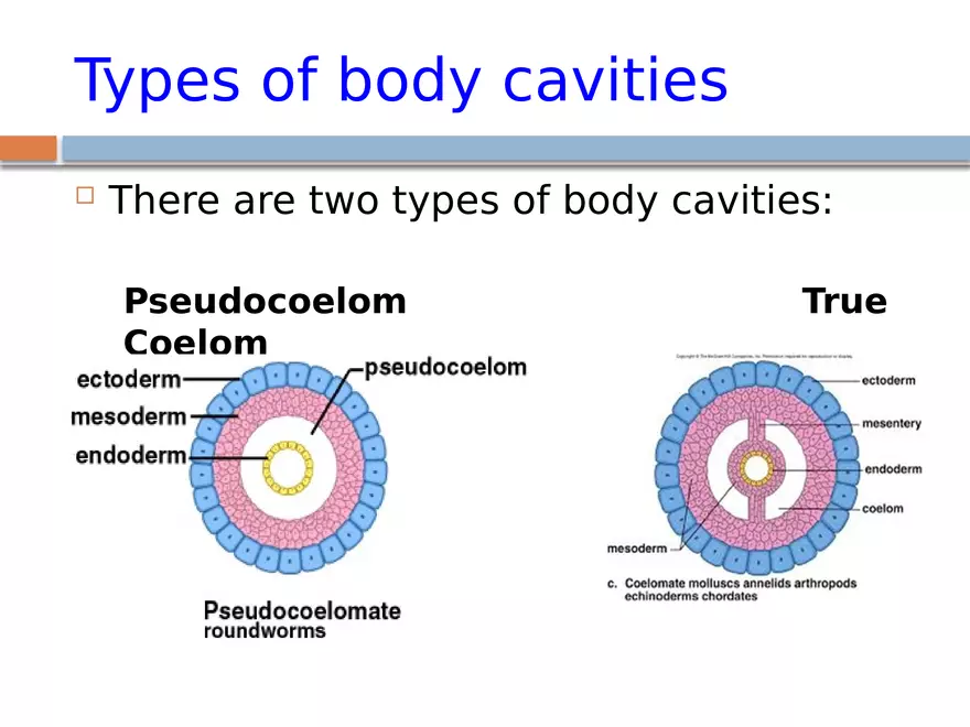 The Coelomate Bauplan - Page 15
