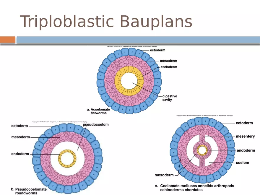 The Coelomate Bauplan - Page 2