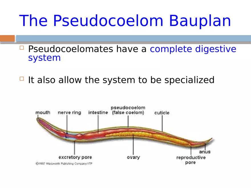The Coelomate Bauplan - Page 4