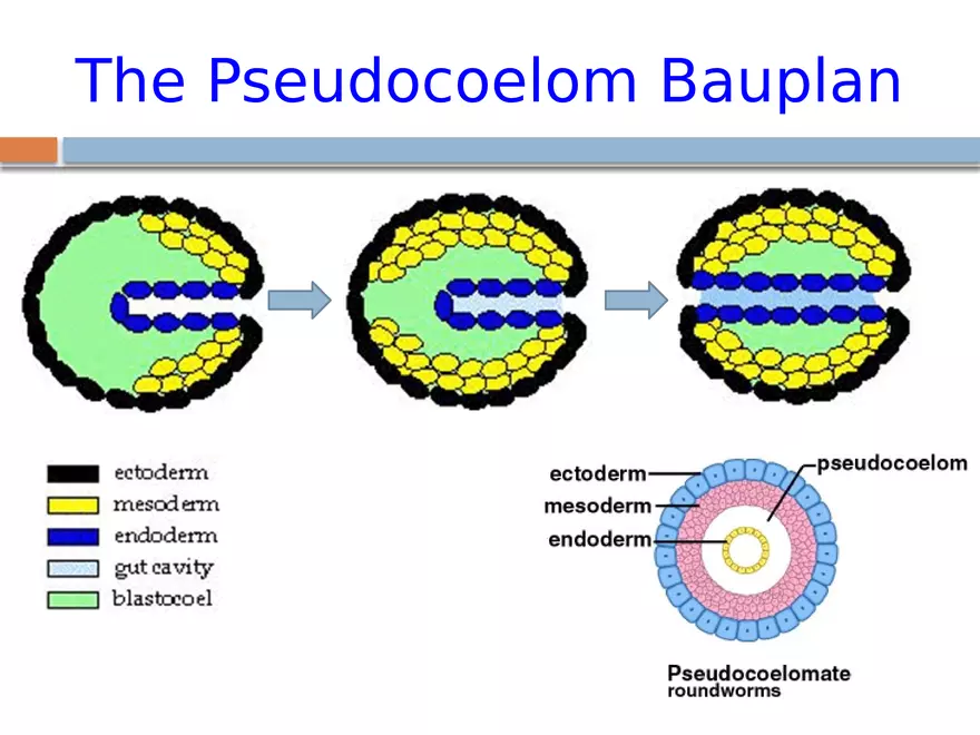 The Coelomate Bauplan - Page 5
