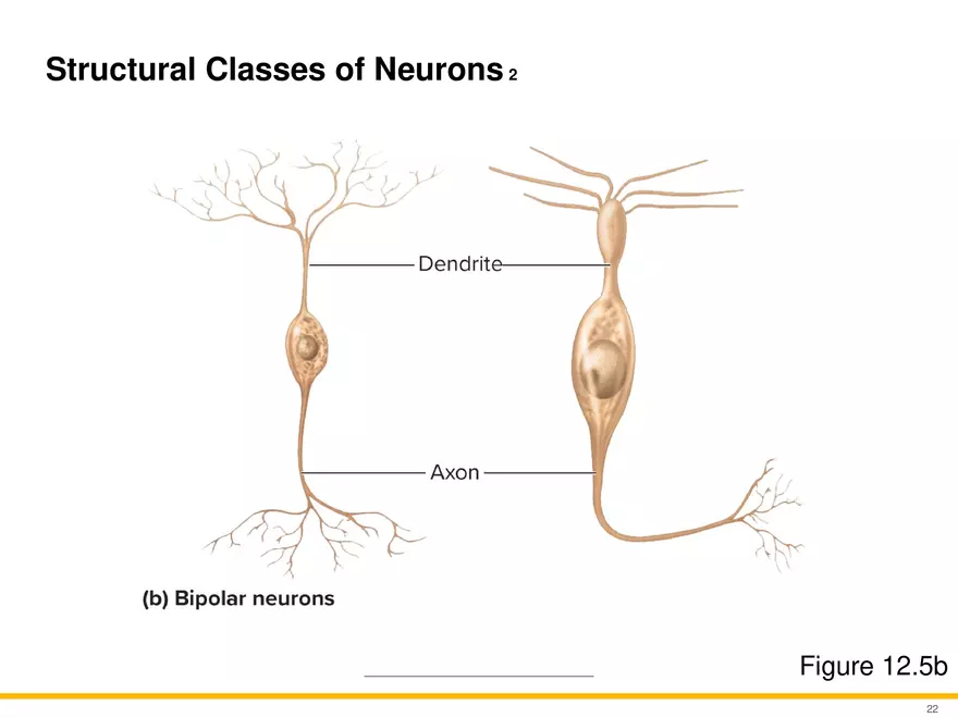 12.2 Properties of Neurons - Page 7