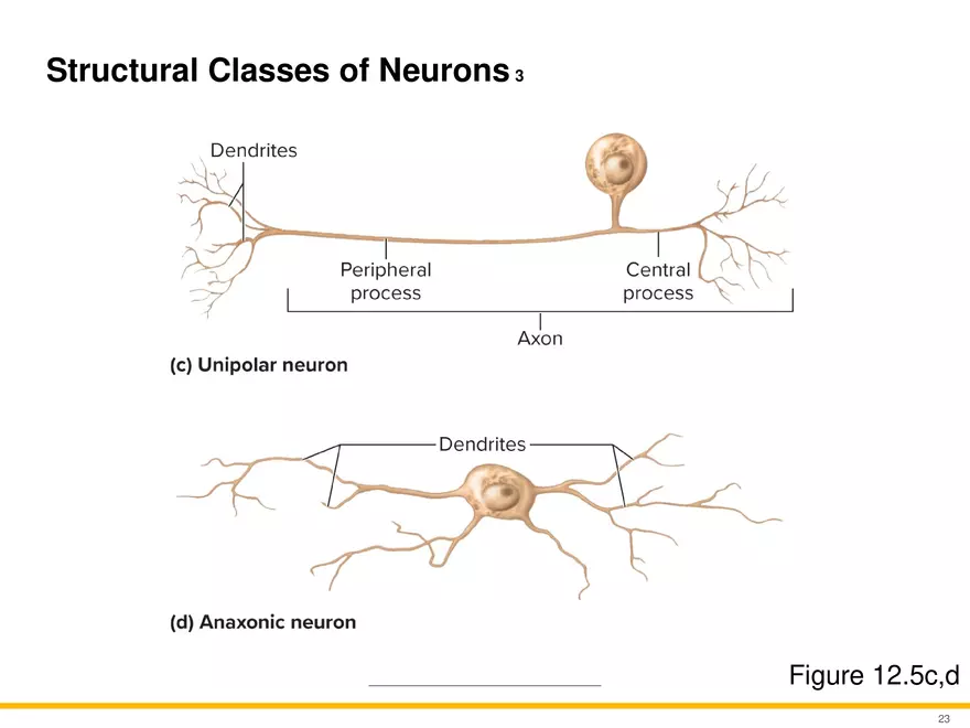 12.2 Properties of Neurons - Page 8