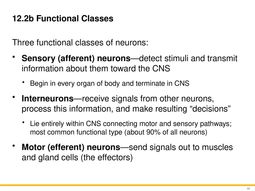 12.2 Properties of Neurons - Page 11