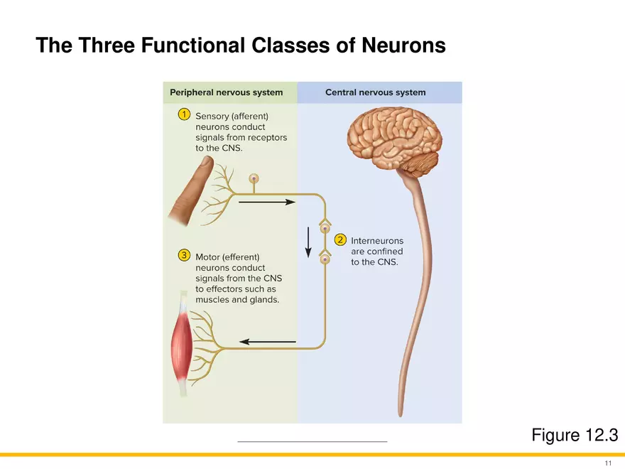 12.2 Properties of Neurons - Page 12