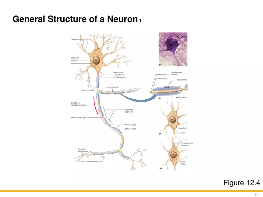 12.2 Properties of Neurons - Page 15