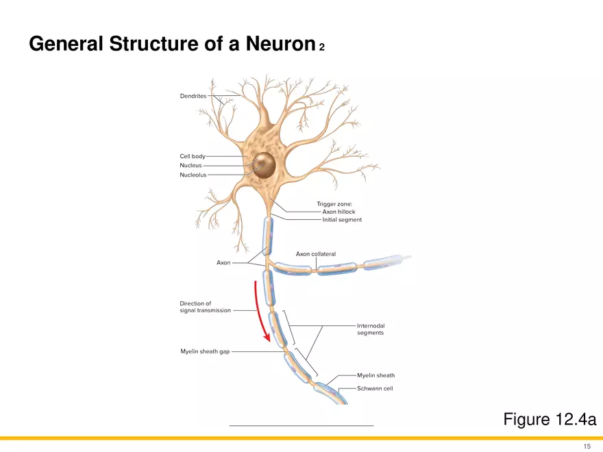 12.2 Properties of Neurons - Page 16