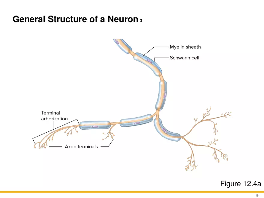12.2 Properties of Neurons - Page 17