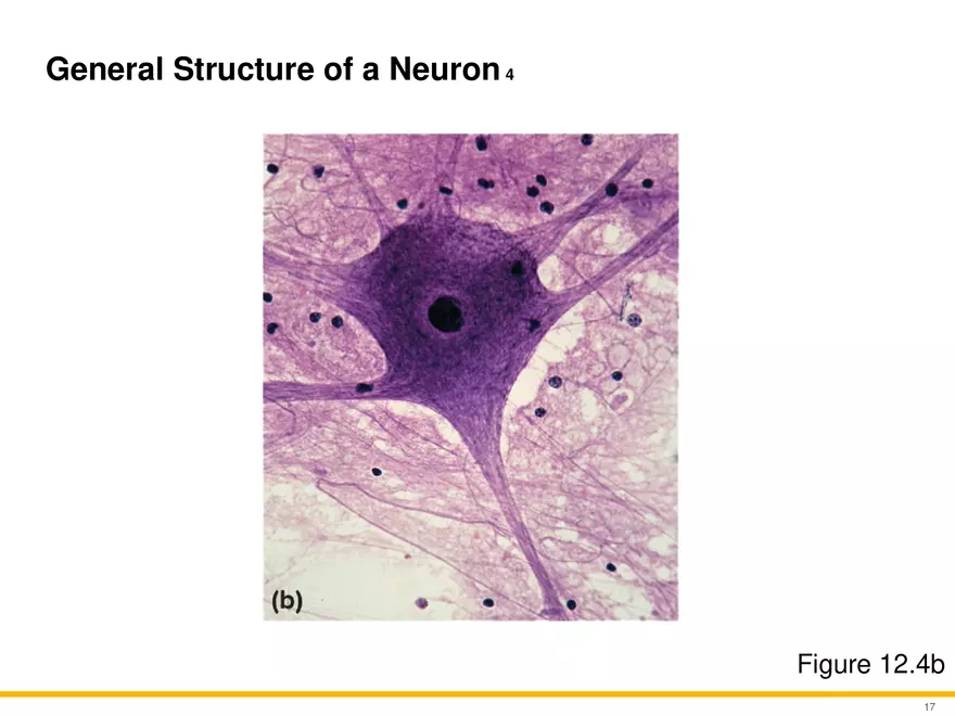 12.2 Properties of Neurons - Page 18