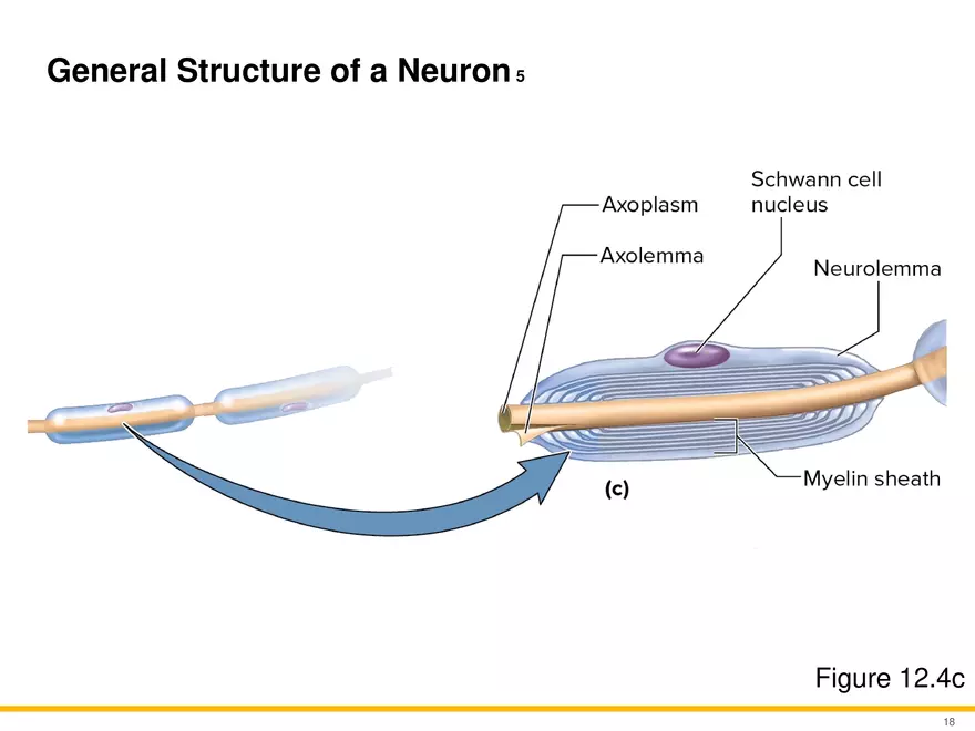 12.2 Properties of Neurons - Page 3