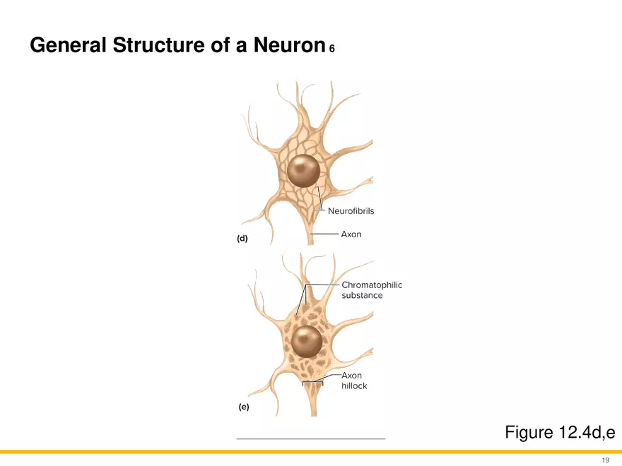12.2 Properties of Neurons - Page 4