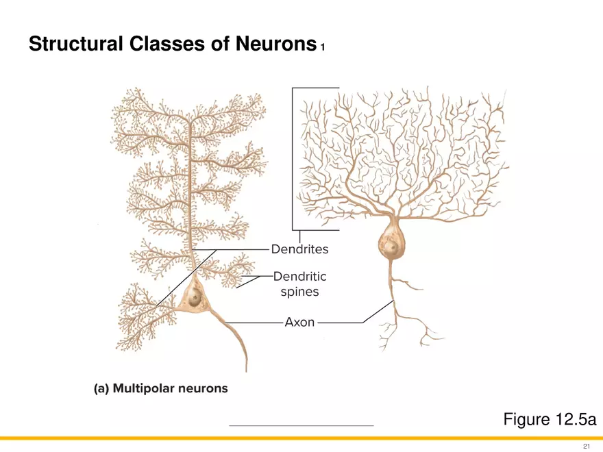 12.2 Properties of Neurons - Page 6