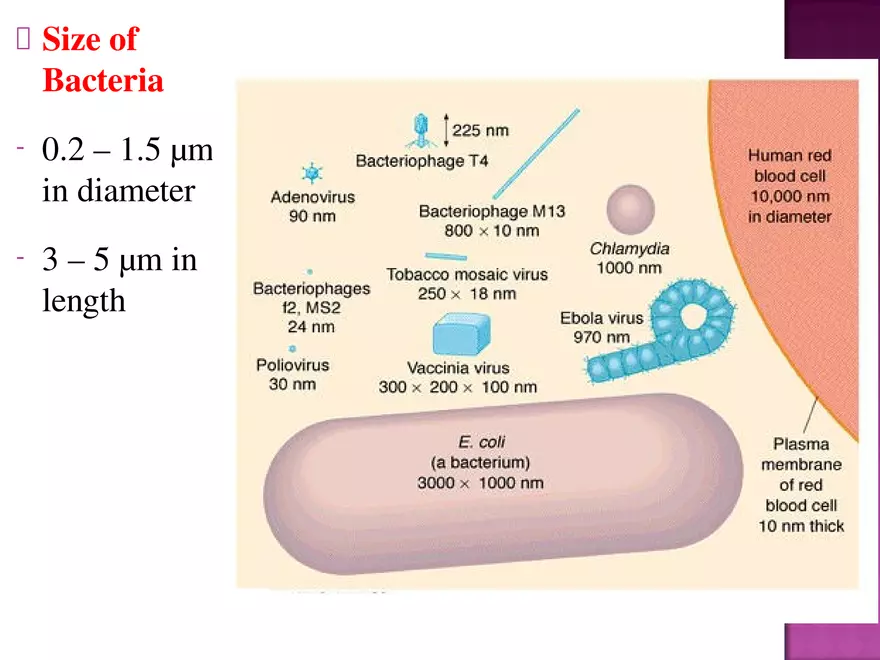 Bacteria - Page 2
