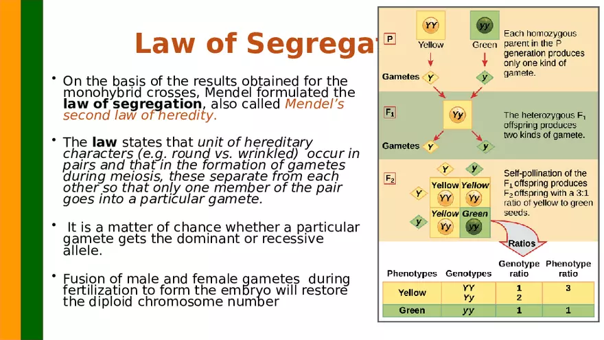 Gene Segregation and Interaction - Page 7
