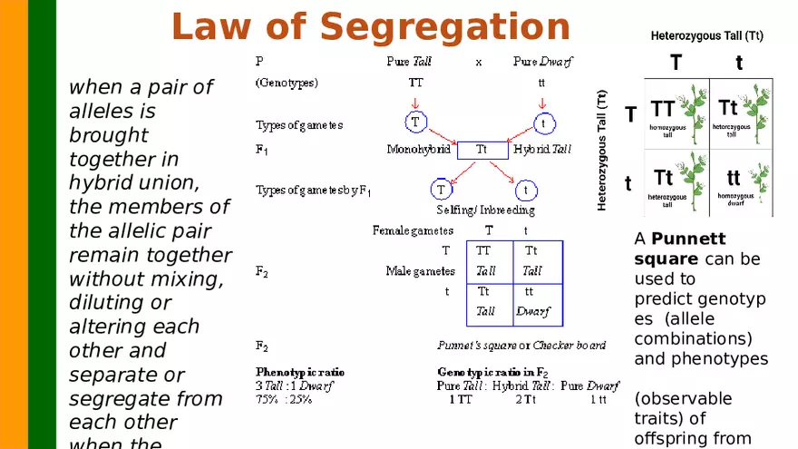 Gene Segregation and Interaction - Page 8