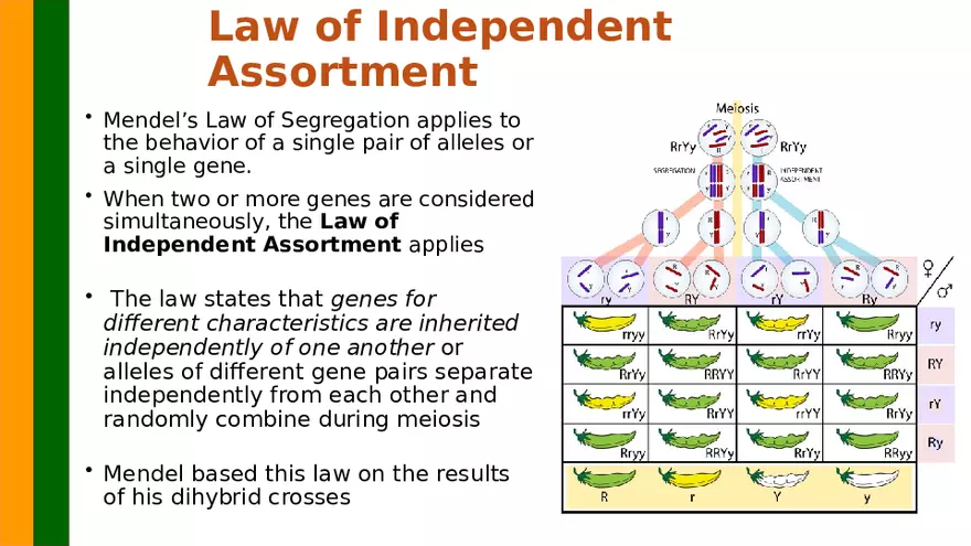 Gene Segregation and Interaction - Page 10