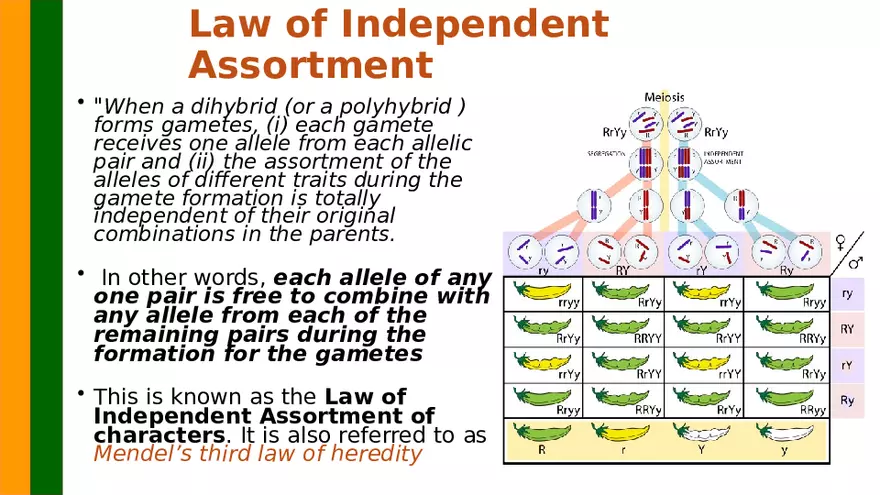 Gene Segregation and Interaction - Page 11