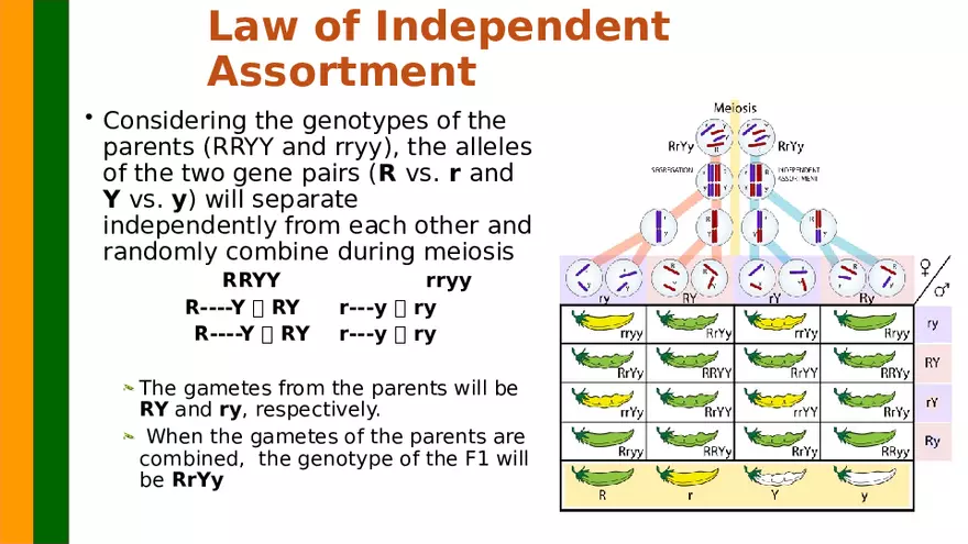 Gene Segregation and Interaction - Page 12