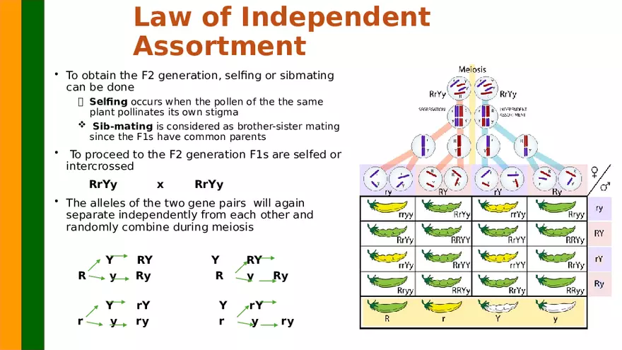 Gene Segregation and Interaction - Page 14