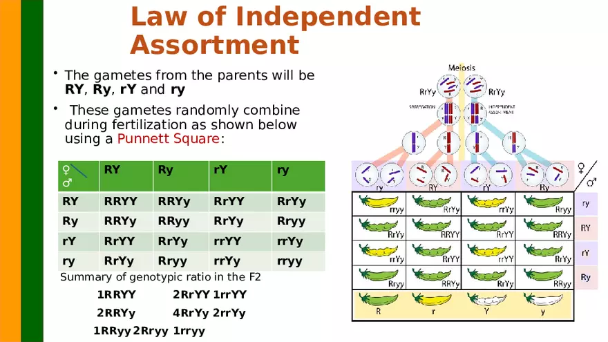 Gene Segregation and Interaction - Page 15