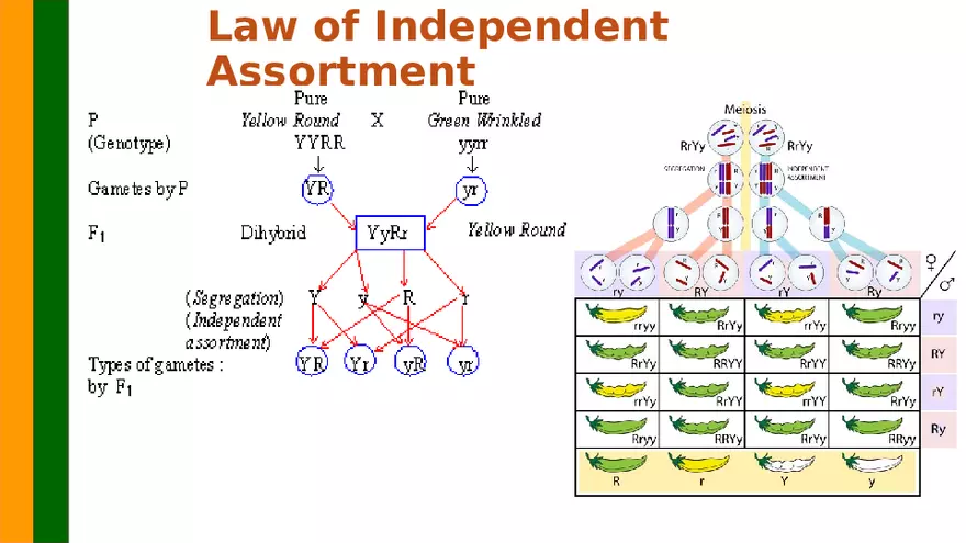 Gene Segregation and Interaction - Page 16