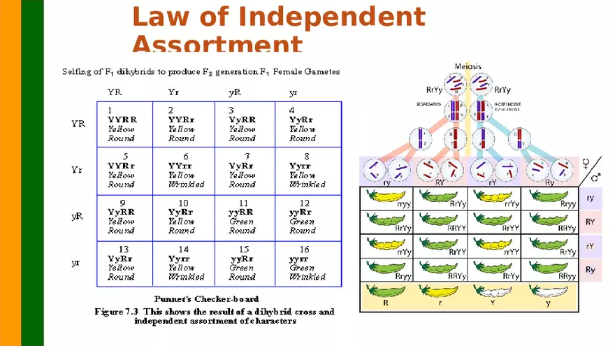 Gene Segregation and Interaction - Page 17