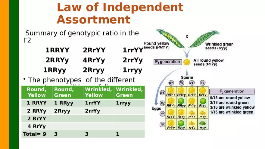 Gene Segregation and Interaction - Page 18