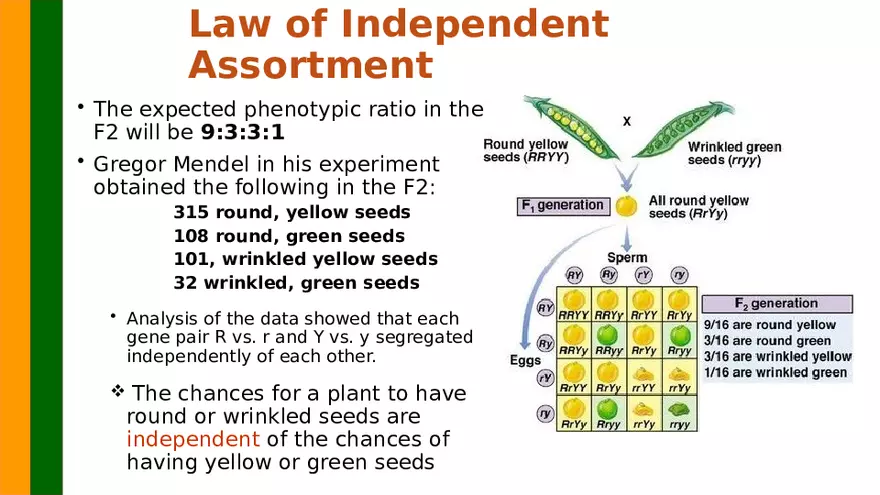 Gene Segregation and Interaction - Page 19