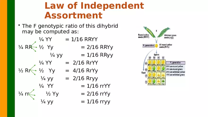 Gene Segregation and Interaction - Page 21