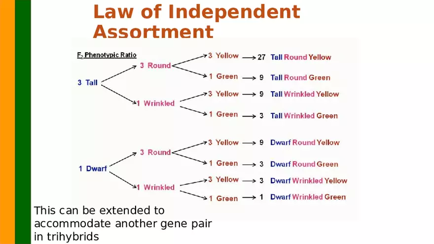 Gene Segregation and Interaction - Page 22