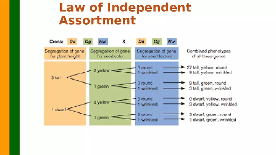 Gene Segregation and Interaction - Page 23