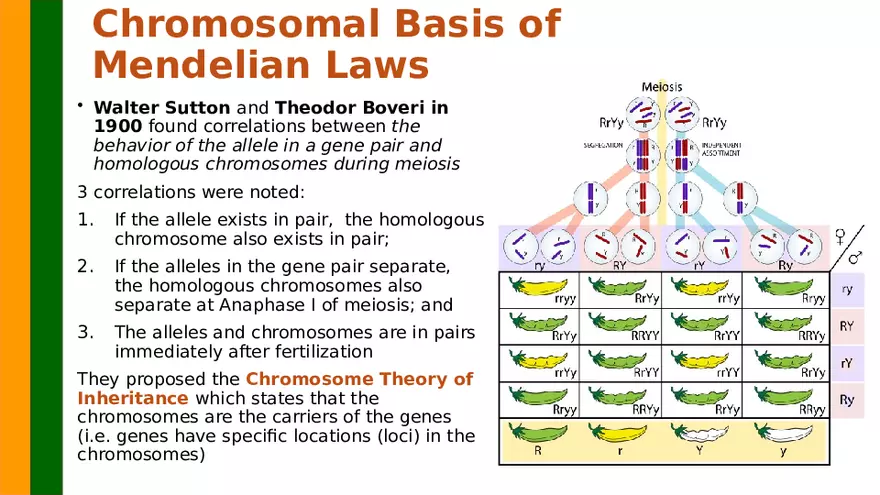 Gene Segregation and Interaction - Page 31