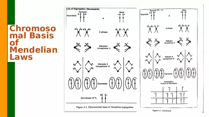 Gene Segregation and Interaction - Page 32